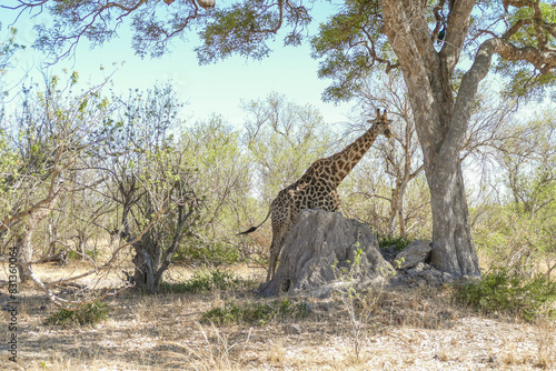 Giraffe photo