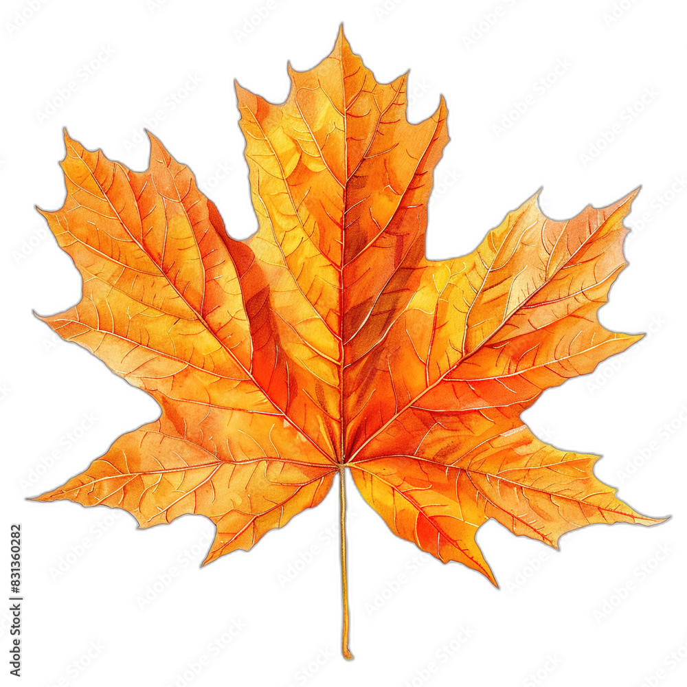 Obraz premium Vibrant Maple Leaf Abstract Botanical Illustration on White Background