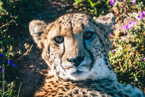 Close-up of Cheetah face looking at camera, while laying down, South Africa