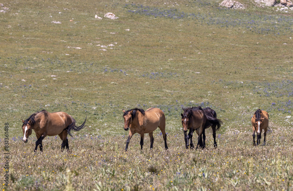 Wild Horses in Summer in the Pryor Mountains Montana Wild Horses in Summer in the Pryor Mountains Montana