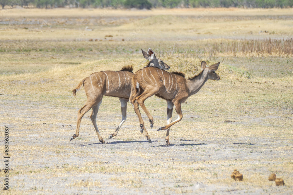 Naklejka premium Antilope