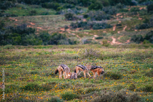 Black-backed Jackal juvenile pack in green field telephoto, South Africa