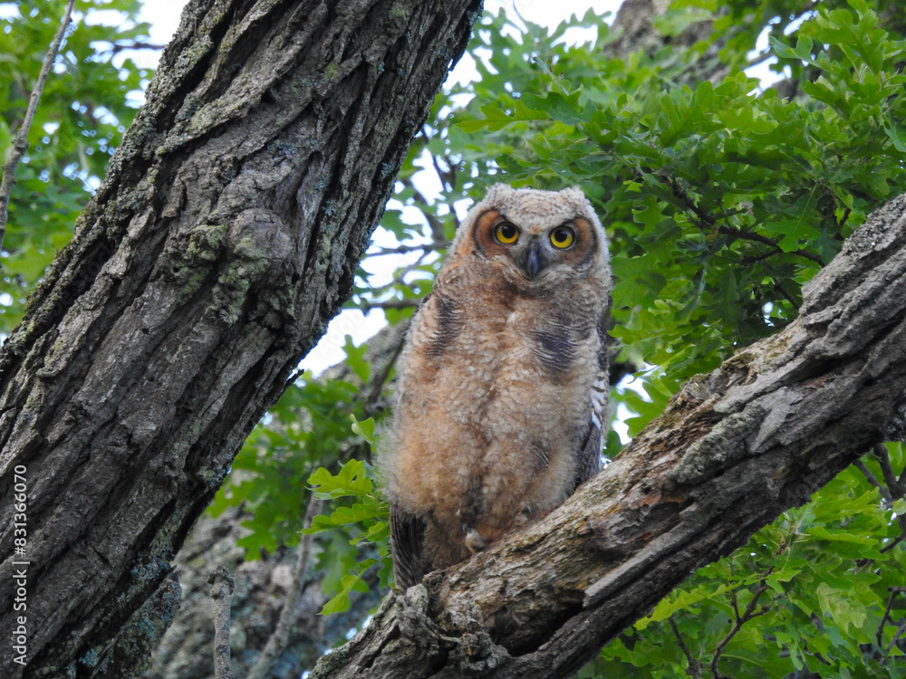 Great Horned Owlet checking out his surroundings and listening for mom's call Great Horned Owlet checking out his surroundings and listening for mom's call