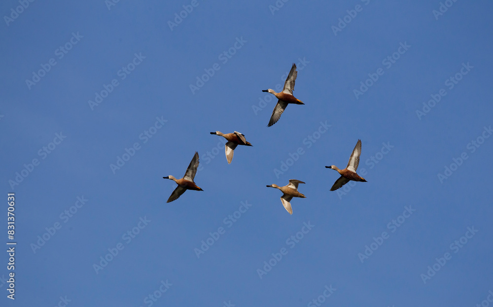 Flocks of ducks with blue sky in the background Flocks of ducks with blue sky in the background