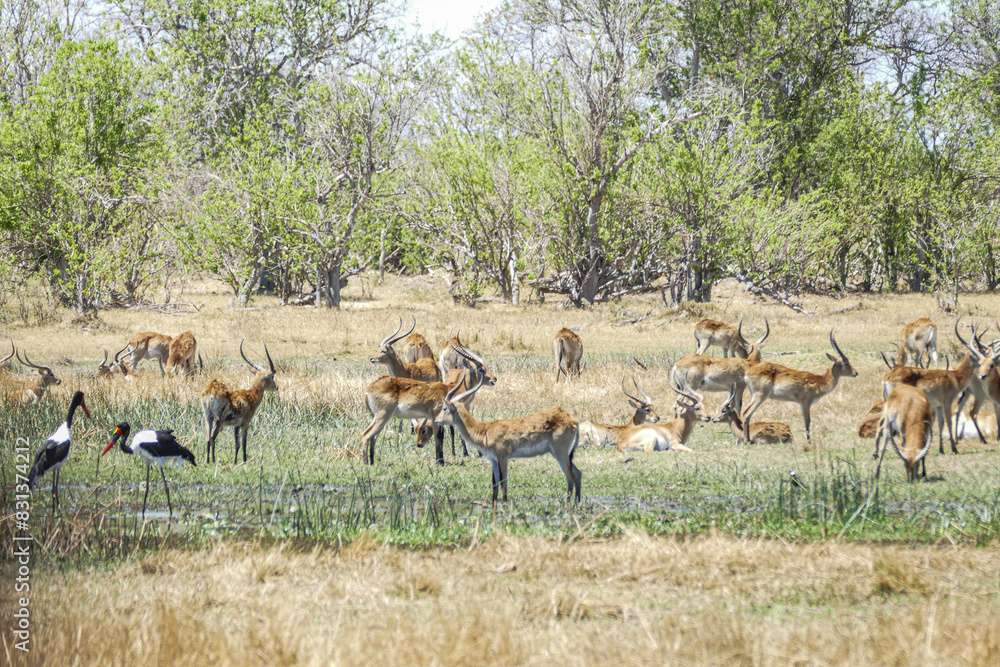 Fototapeta premium Antilope