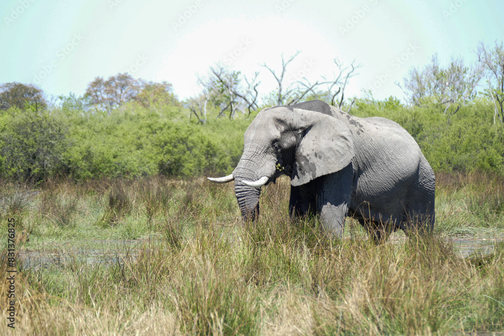 Fototapeta premium Elefant