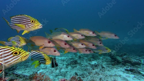 Oriental sweetlips and snapper fish swimming underwater closeup. Blubberlips coralfish group in clear water undersea close view. Exotic marine life exploring photo