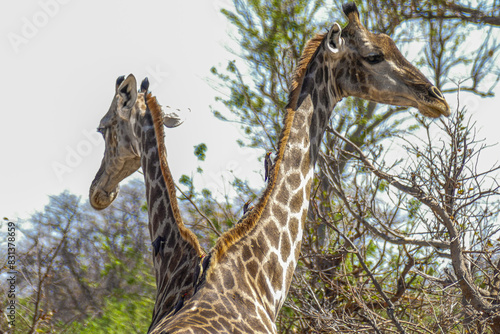 Giraffe photo