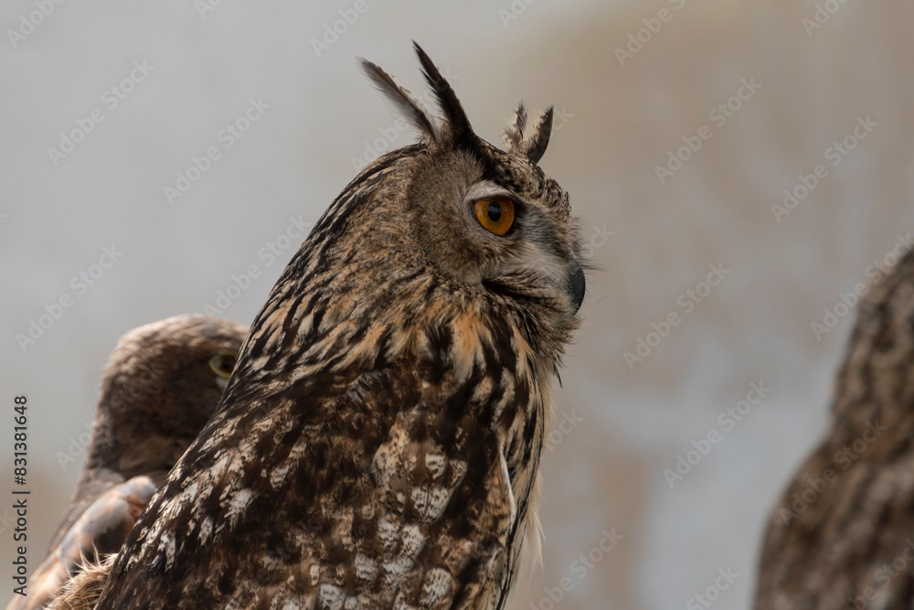 Fototapeta premium Primer plano de un Buho Real