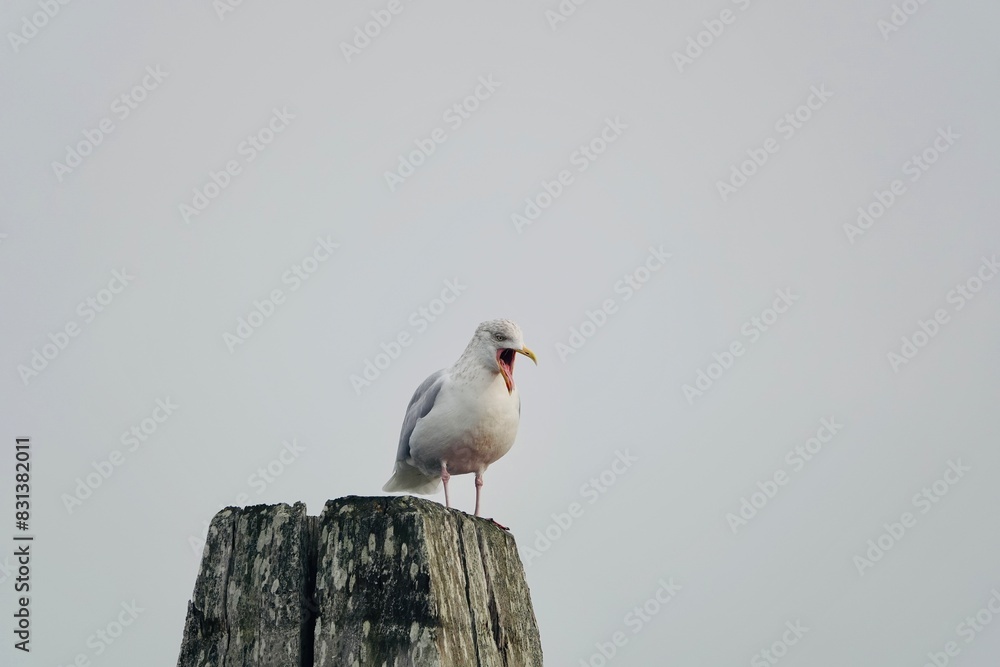 Obraz premium black headed gull