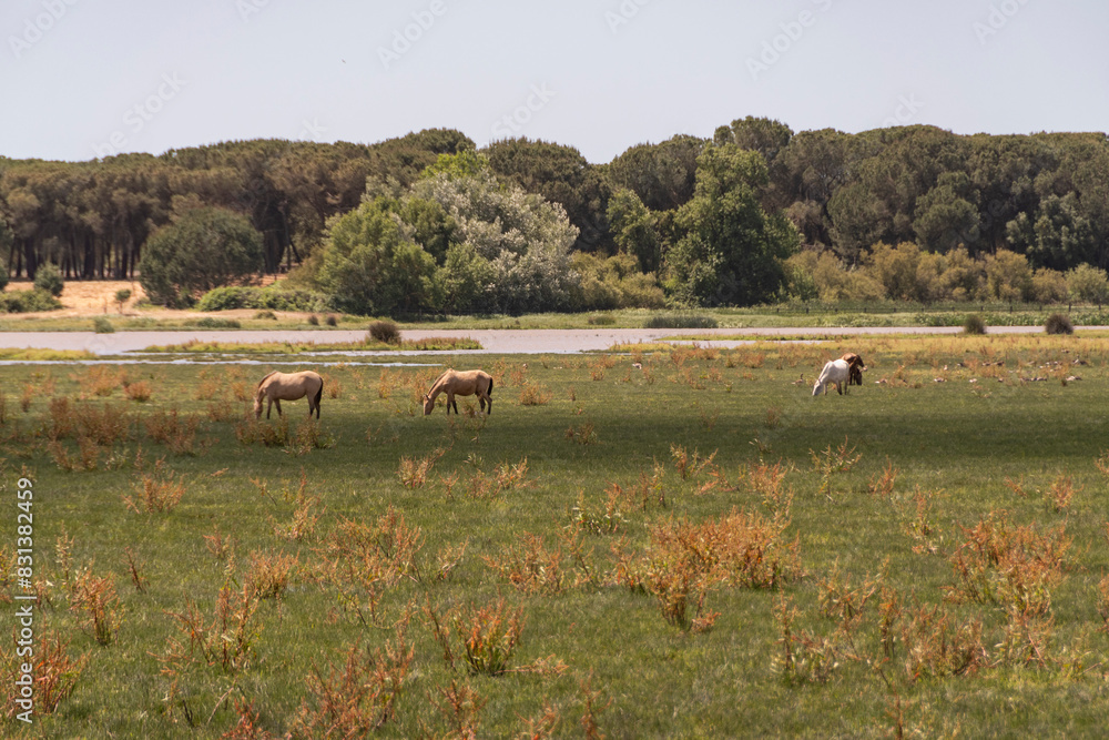 Obraz premium Campiña con manada de caballos en el fondo. Parque de Doñana