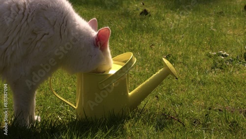 Pet cat drinks from yellow watering can in garden photo