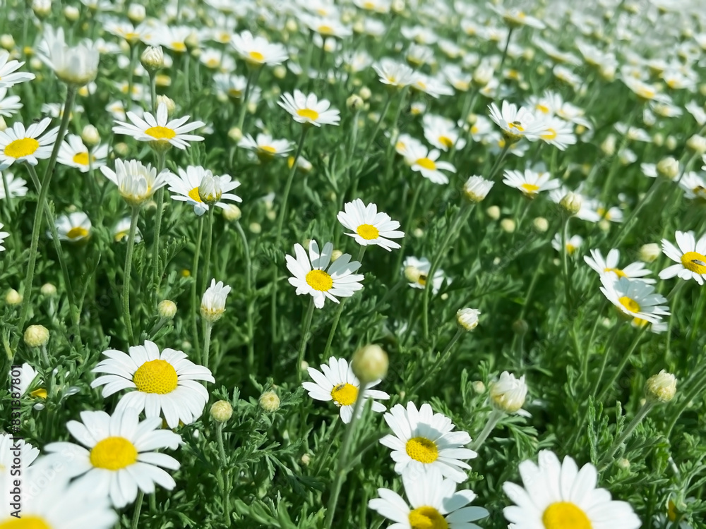 Fototapeta premium Medical plant chamomile flowers grow on the lawn