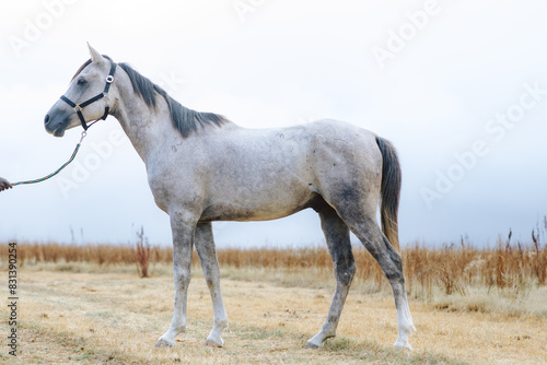Dappled grey Arabian horse © Damian