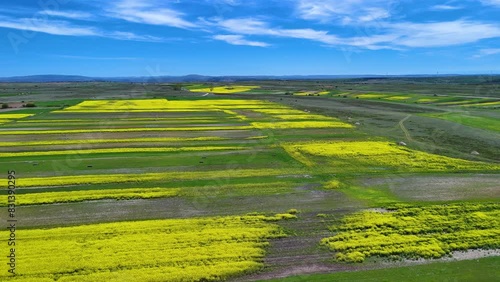 Rapeseed crops around the wind farm and the ruins of the abandoned town of Lorilla in the Páramos region. Aerial view from a drone. Valdeajos. Burgos. Spain. Europe