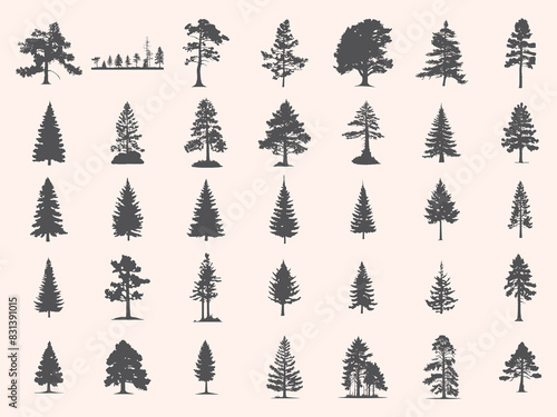 Silhouettes Trees Set, Pine Tree fir  pruce cedar white patch alder elm birch ash cypress beech palm tree.