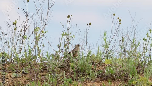 Tawny pipit, Anthus campestris in the wild. photo