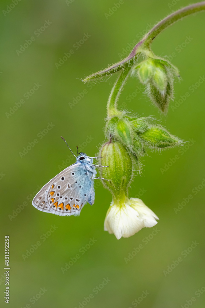 custom made wallpaper toronto digitalLycaenidae / Çokgözlü Mavi / Common Blue / Polyommatus icarus