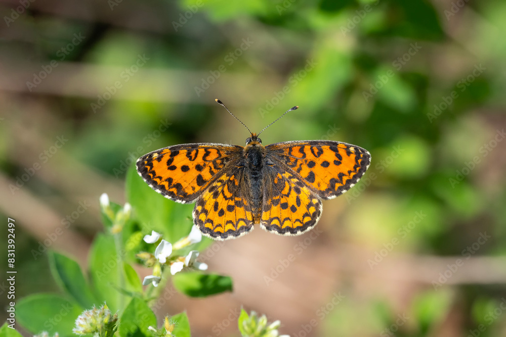 Nymphalidae / Güzel İparhan / Lesser Spotted Fritillary / Melitaea syriaca Nymphalidae / Güzel İparhan / Lesser Spotted Fritillary / Melitaea syriaca