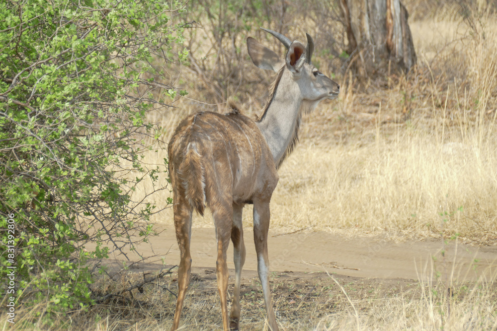 Fototapeta premium Antilope