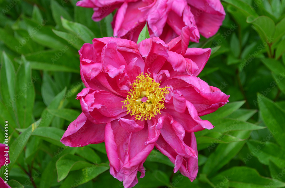 Obraz premium *rosa Blüte*