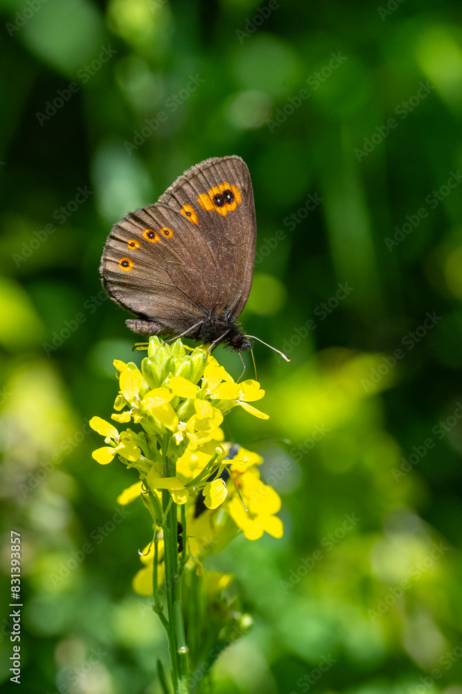 Fototapeta premium Satyridae / Orman Güzelesmeri / Woodland Ringlet / Erebia medusa