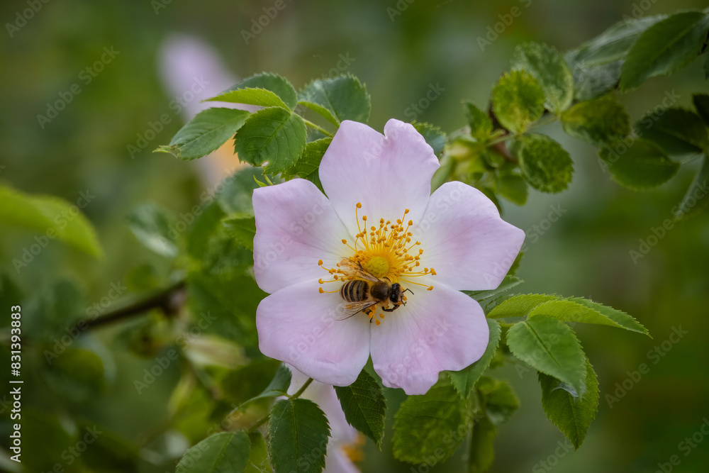 Close-up a bee collects pollen from a rosehip flower with a dark green background on a sunny spring day. Close-up a bee collects pollen from a rosehip flower with a dark green background on a sunny spring day.