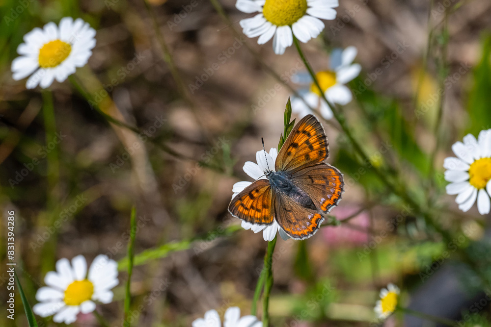 Lycaenidae / Büyük Mor Bakır / Purple-shot Copper / Lycaena alciphron Lycaenidae / Büyük Mor Bakır / Purple-shot Copper / Lycaena alciphron