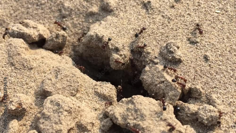 Macro view of black ants hill working on ground nest, insects wildlife Macro view of black ants hill working on ground nest, insects wildlife