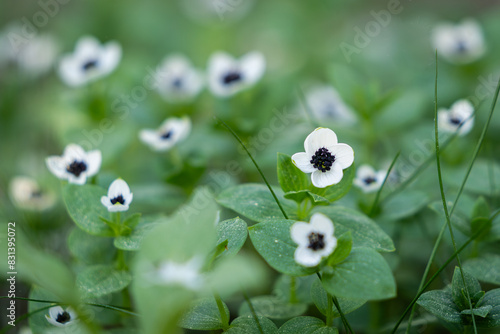 Flowering Swedish Cornel or bunchberry (Cornus suecica). The dwarf cornel or bunchberry blooming in nature in West Estonia photo