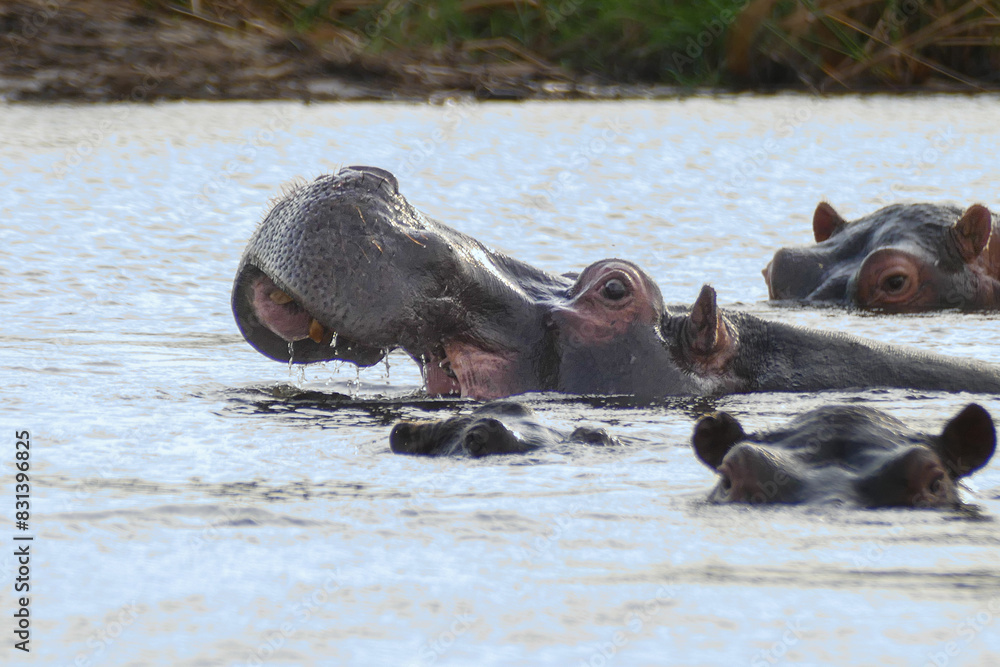 Fototapeta premium Nilpferd