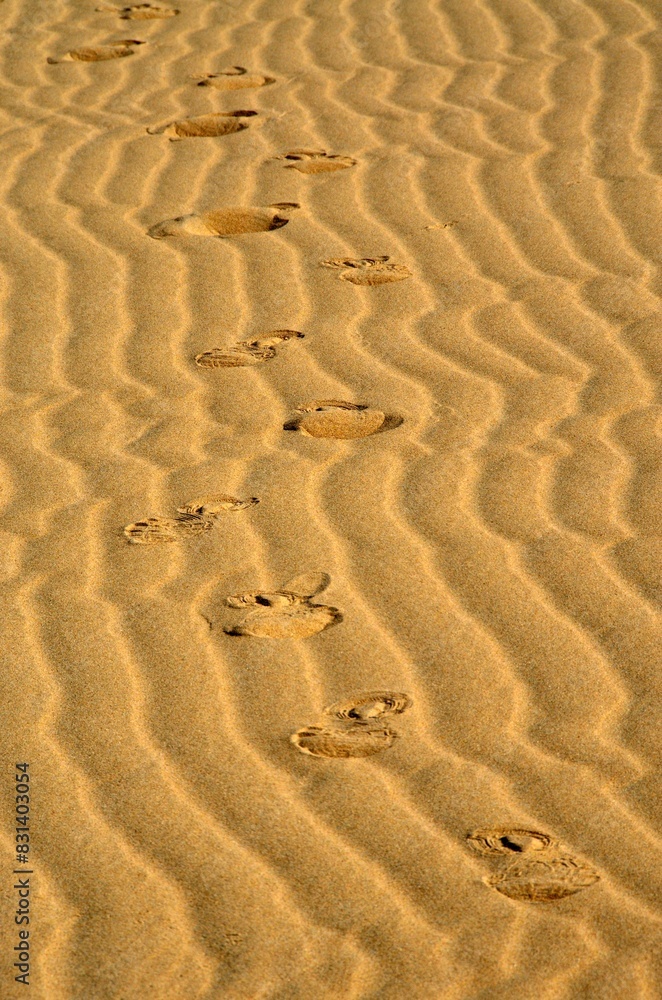 Huellas de camello en las dunas de Sharqiya Sands, Sultanato de Omán Huellas de camello en las dunas de Sharqiya Sands, Sultanato de Omán