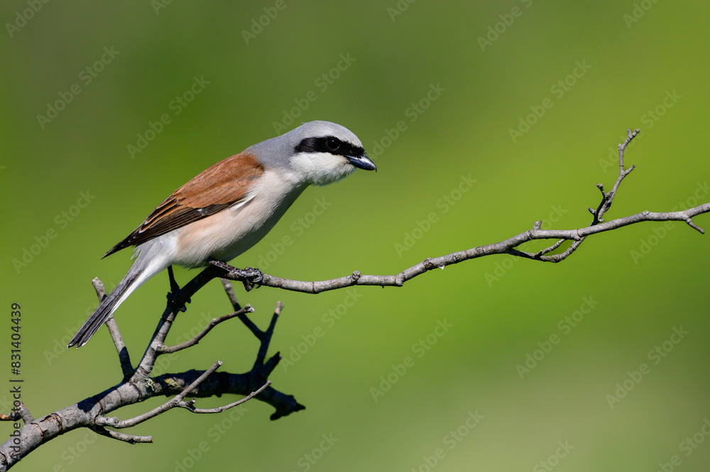 Red-backed Shrike,Lanius collurio. In the wild Red-backed Shrike,Lanius collurio. In the wild