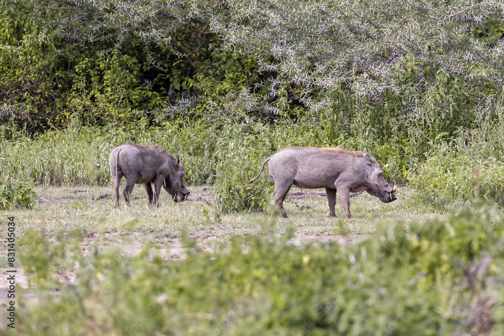 Fototapeta premium Tanzania - Lake Manyara National Park - common warthog (Phacochoerus africanus)