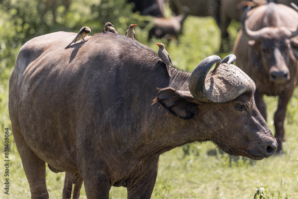 Tanzania - Lake Manyara National Park - African buffalo (Syncerus caffer) Tanzania - Lake Manyara National Park - African buffalo (Syncerus caffer)