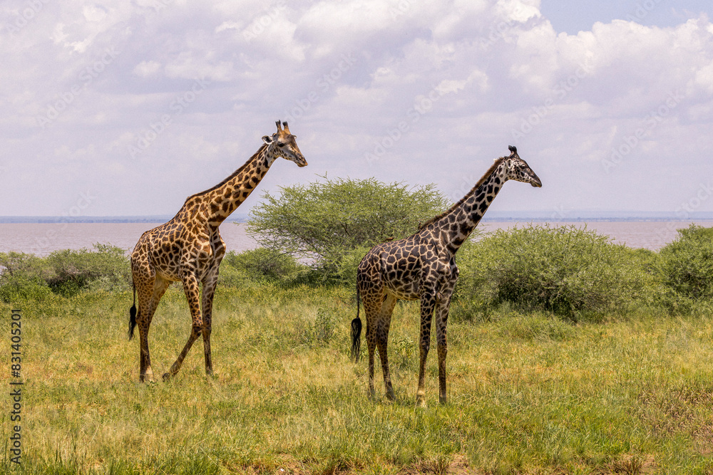Obraz premium Tanzania - Lake Manyara National Park - Masai giraffe (Giraffa tippelskirchi)