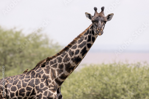 Tanzania - Lake Manyara National Park - Masai giraffe (Giraffa tippelskirchi) photo