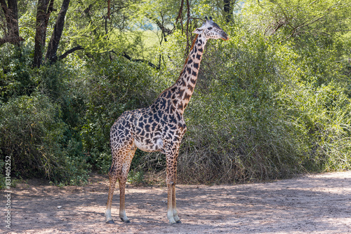 Tanzania - Lake Manyara National Park - Masai giraffe  Giraffa tippelskirchi 