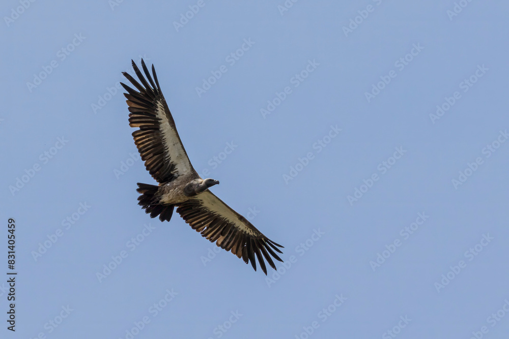 Fototapeta premium Tanzania - Tarangire National Park - white-backed vulture (Gyps africanus)