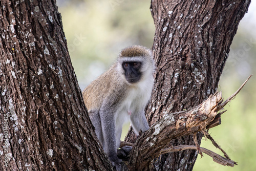 Tanzania - Tarangire National Park - vervet monkey (Chlorocebus pygerythrus) photo