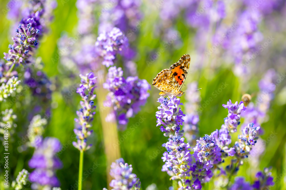 Butterflies on spring lavender flowers under sunlight. Beautiful landscape of nature with a panoramic view. Hi spring. long banner Butterflies on spring lavender flowers under sunlight. Beautiful landscape of nature with a panoramic view. Hi spring. long banner