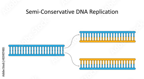 Obraz na płótnie Semi-Conservative DNA Replication