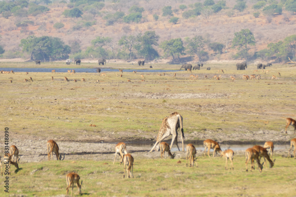 Fototapeta premium Botswana