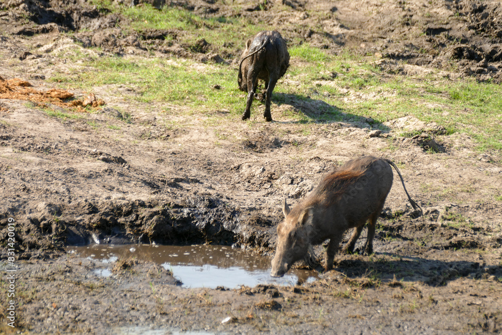 Fototapeta premium Warzenschwein