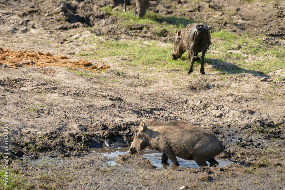 Fototapeta premium Warzenschwein