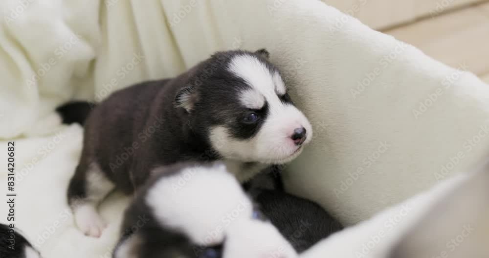 Adorable Newborn Siberian Husky Puppies Together