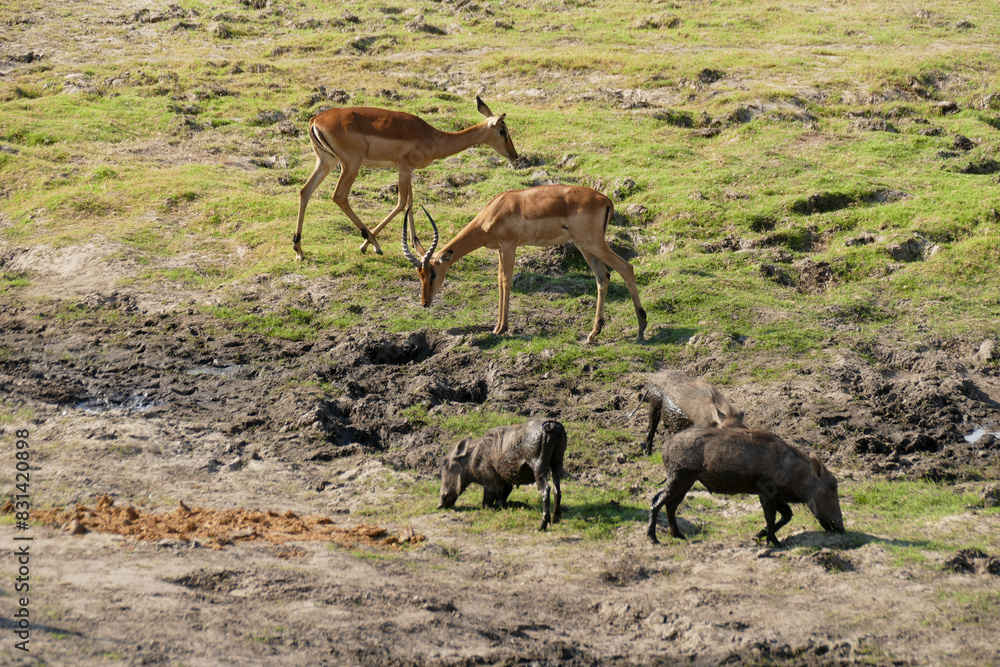 Fototapeta premium Warzenschwein