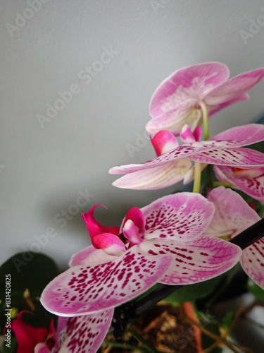detail of a blossoming orchid as a pot flower