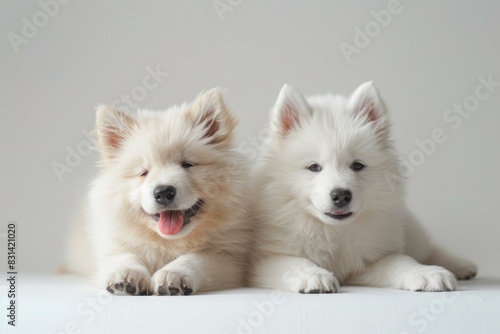 Pair of cute white dogs lying down together with one dog's tongue playfully sticking out photo