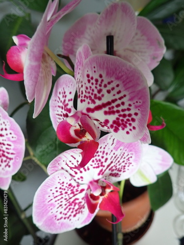 detail of a blossoming orchid as a pot flower